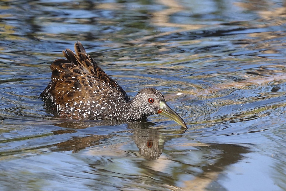 Spotted Rail - Arman Moreno