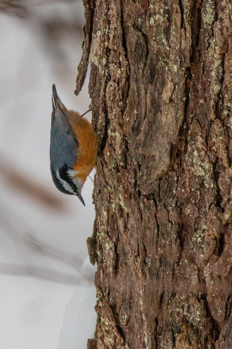 Red-breasted Nuthatch - ML289650411