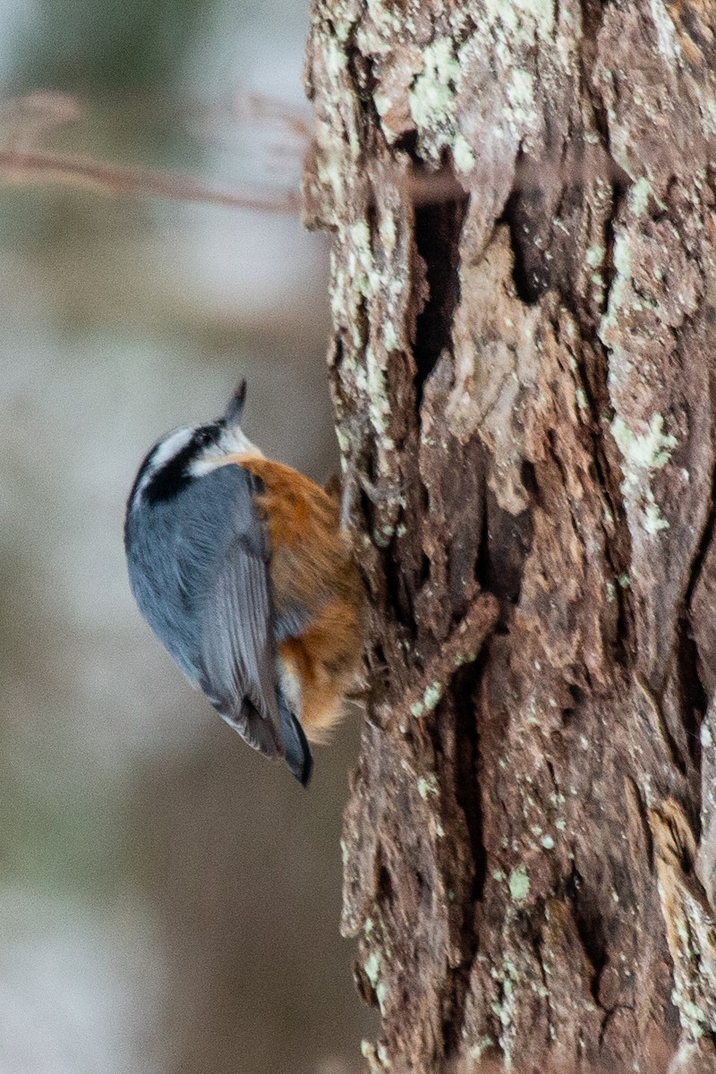 Red-breasted Nuthatch - ML289650531