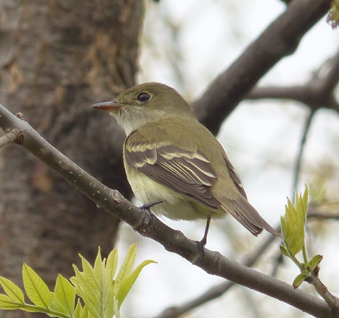 Willow Flycatcher - Alain Sylvain