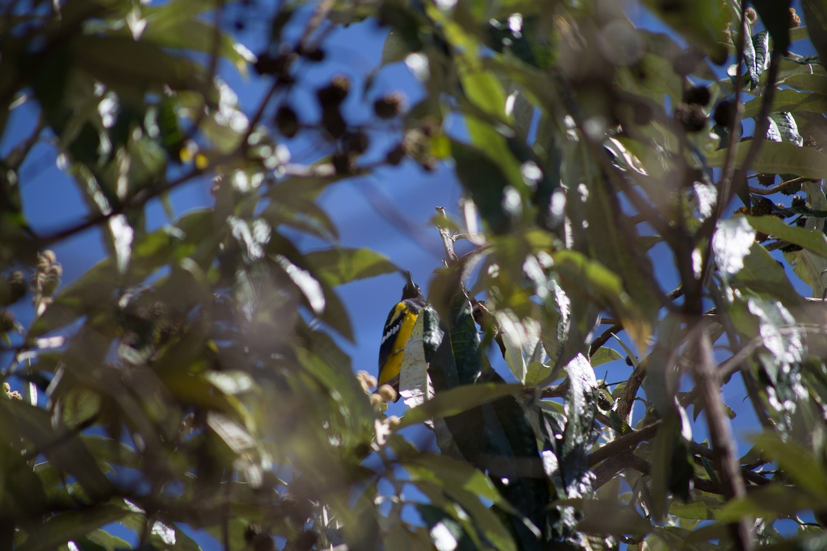 Scott's Oriole - Edgardo Orozco Díaz