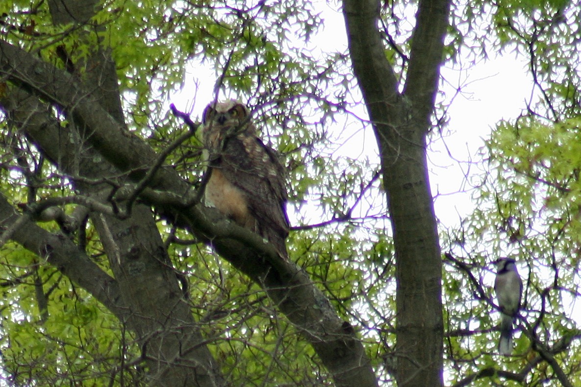 Great Horned Owl - ML28965321