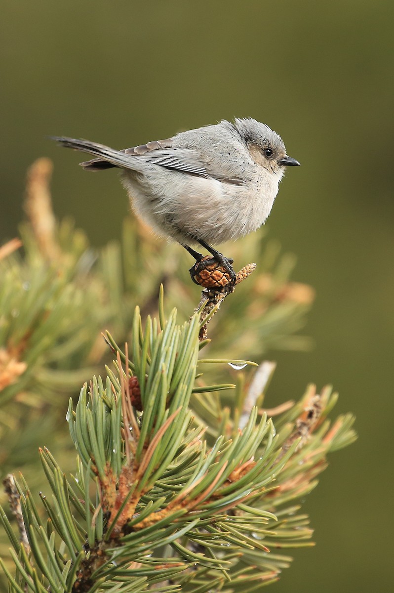 Bushtit (Interior) - Tim Lenz