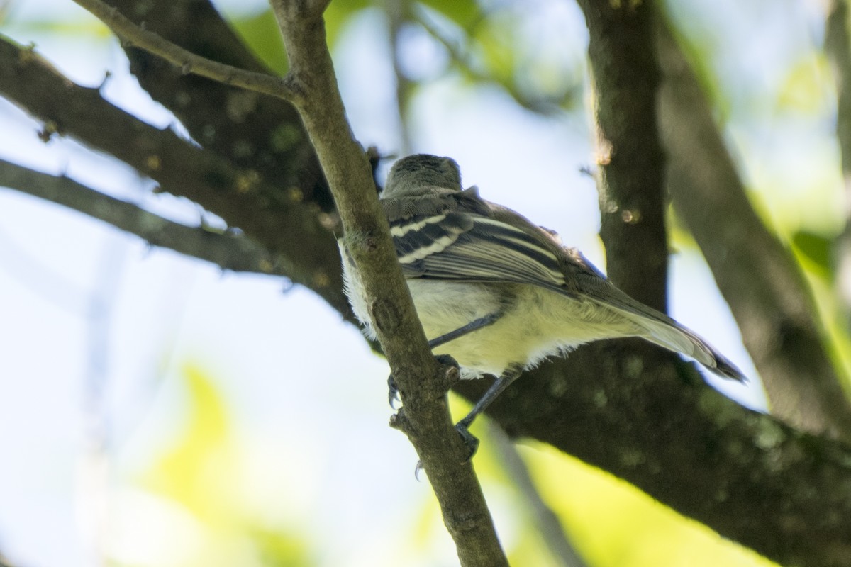 Lesser Elaenia - ML289654651