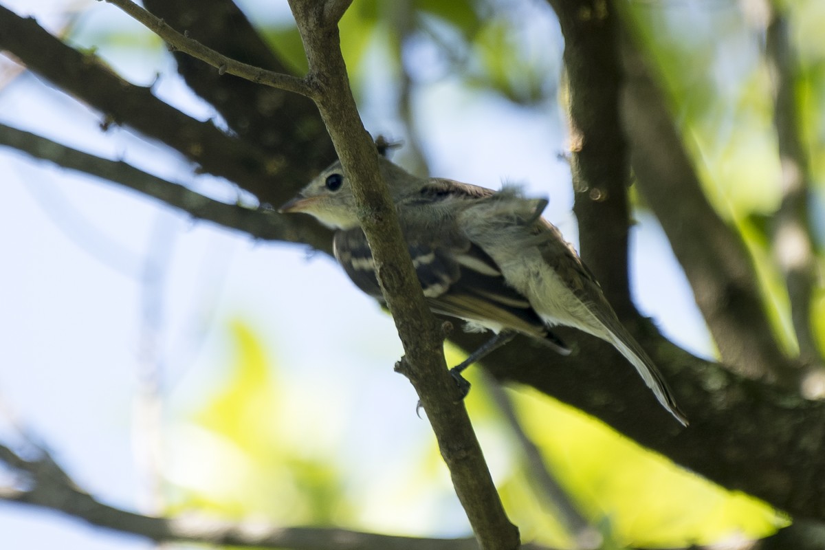 Lesser Elaenia - ML289654661