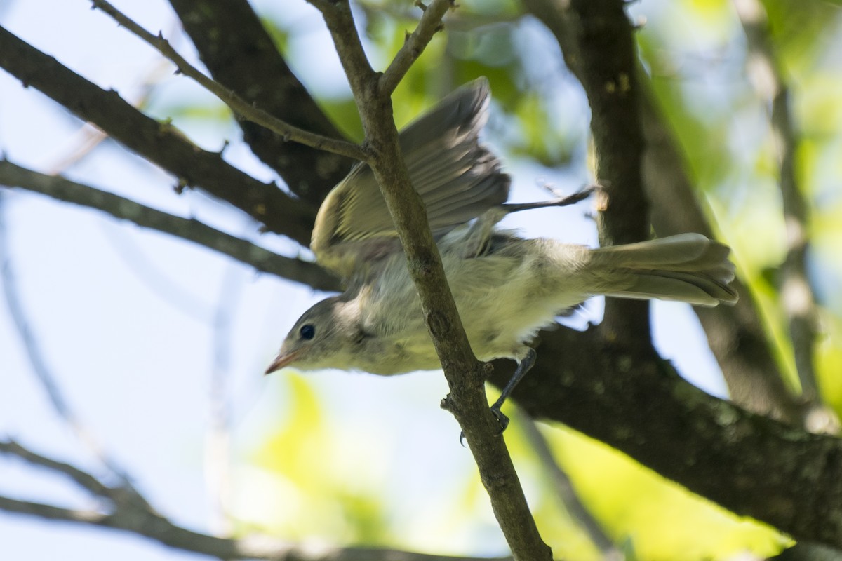 Lesser Elaenia - ML289654691