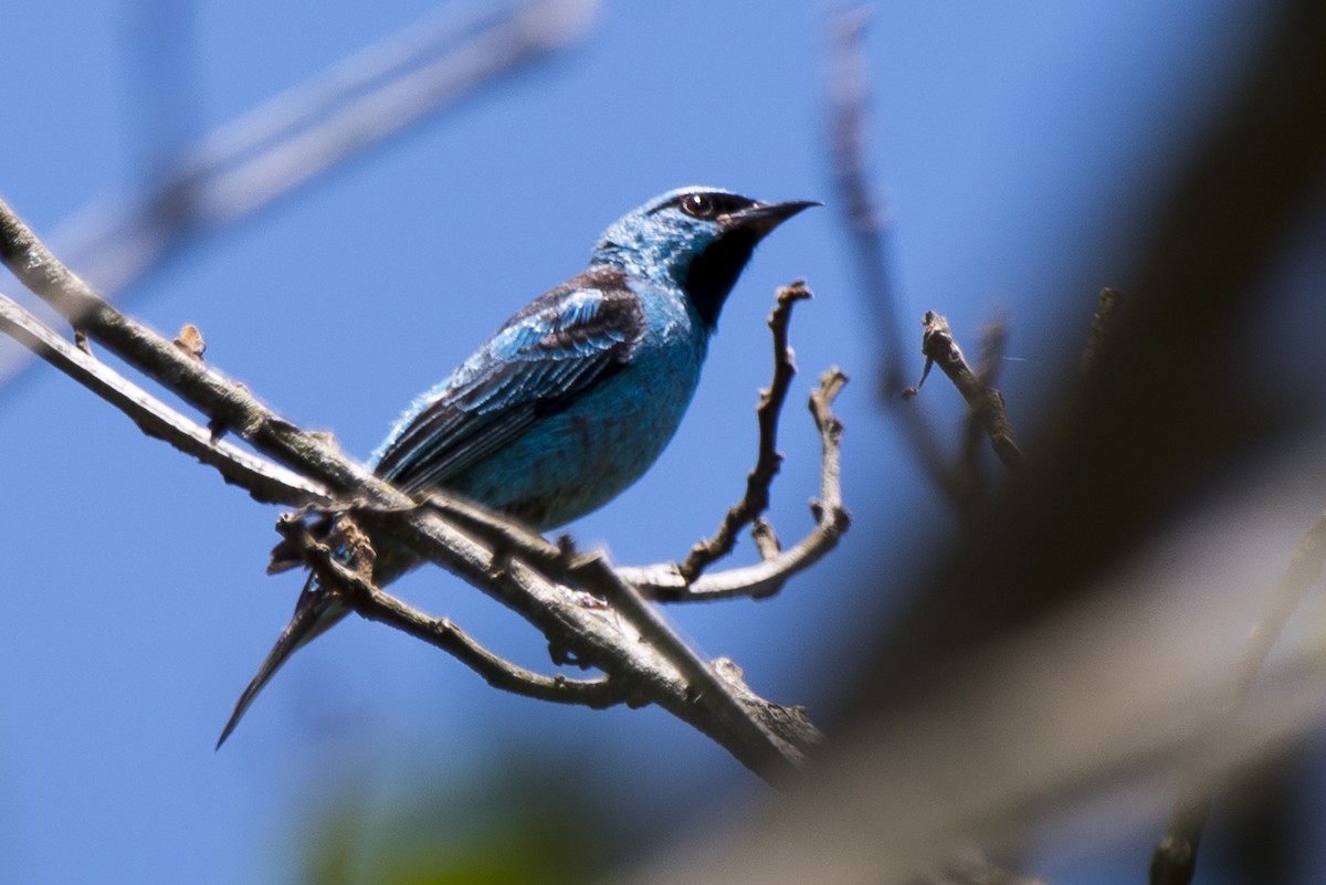 Blue Dacnis - ML289654711