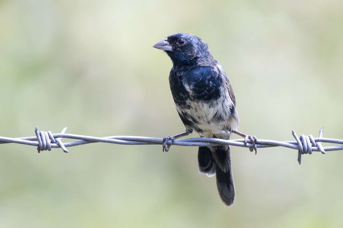 Blue-black Grassquit - Luiz Carlos Ramassotti