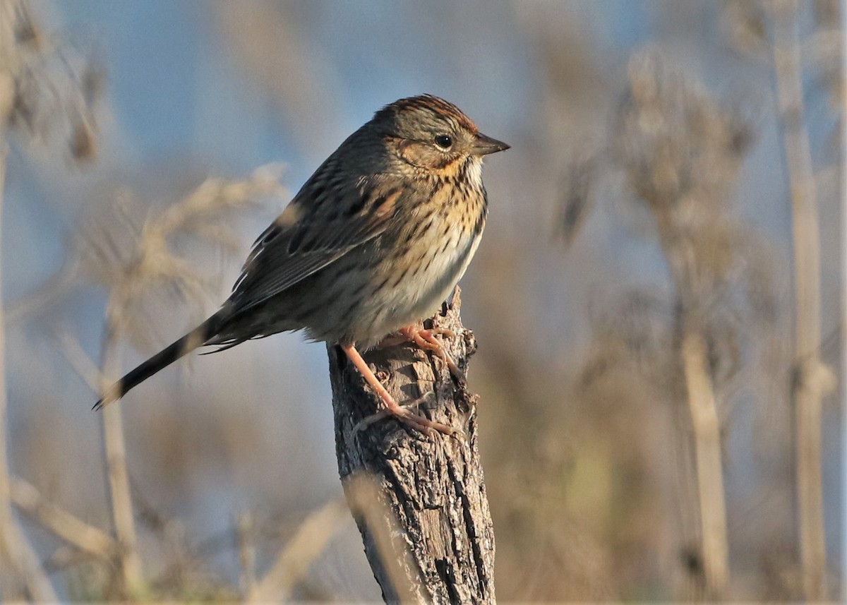 Lincoln's Sparrow - ML289654971