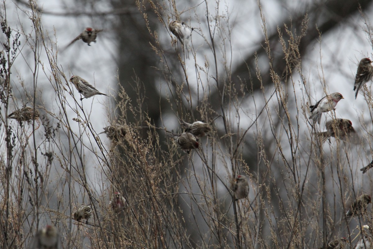 Common Redpoll - Travis Kaye