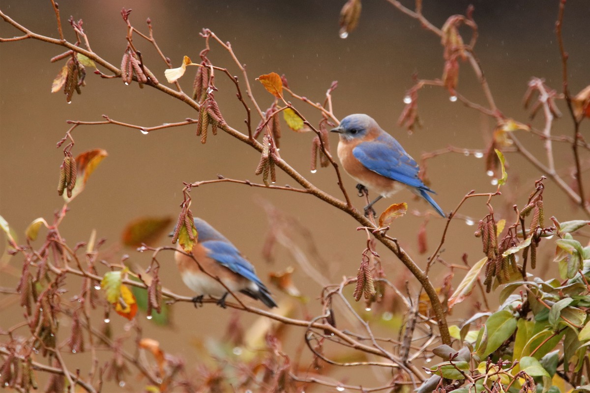 Eastern Bluebird - ML289656571