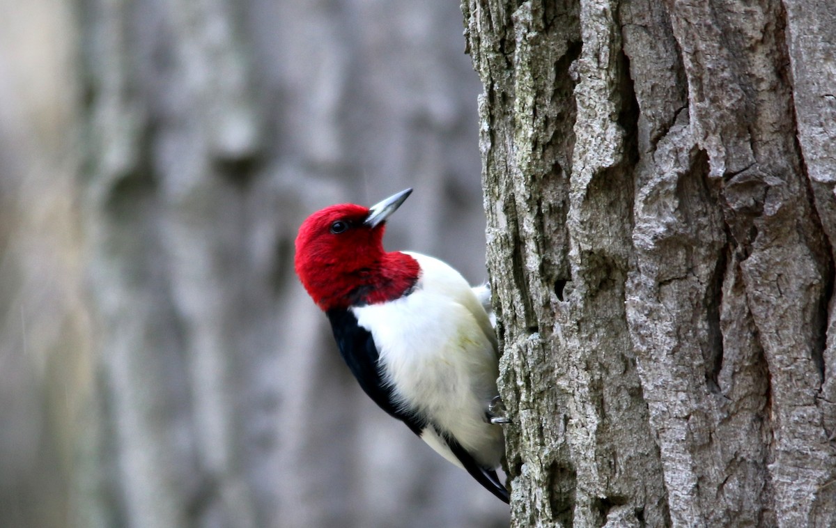 Red-headed Woodpecker - Gustino Lanese