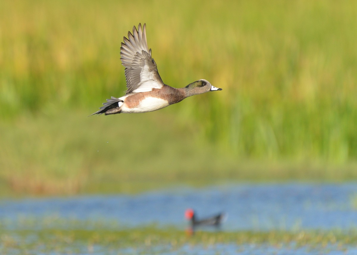 American Wigeon - ML289660091