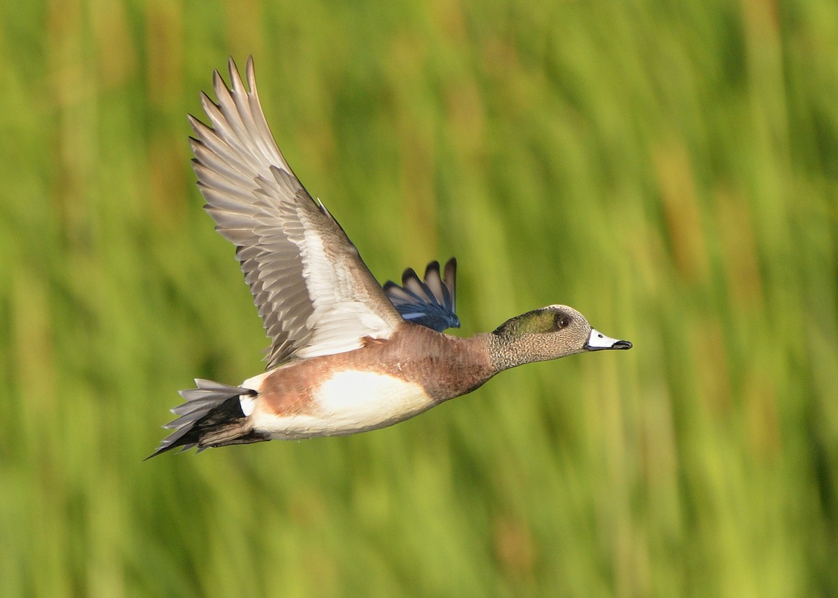 American Wigeon - ML289660111