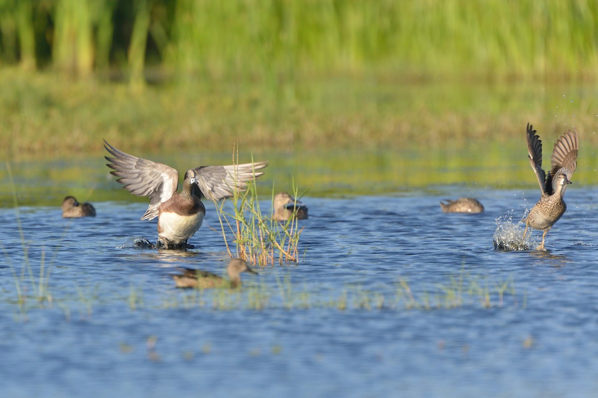 American Wigeon - ML289660541