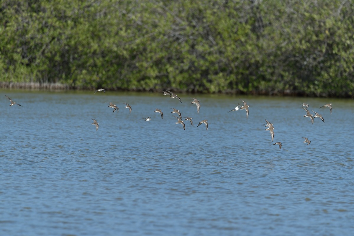 Semipalmated Plover - ML289661581