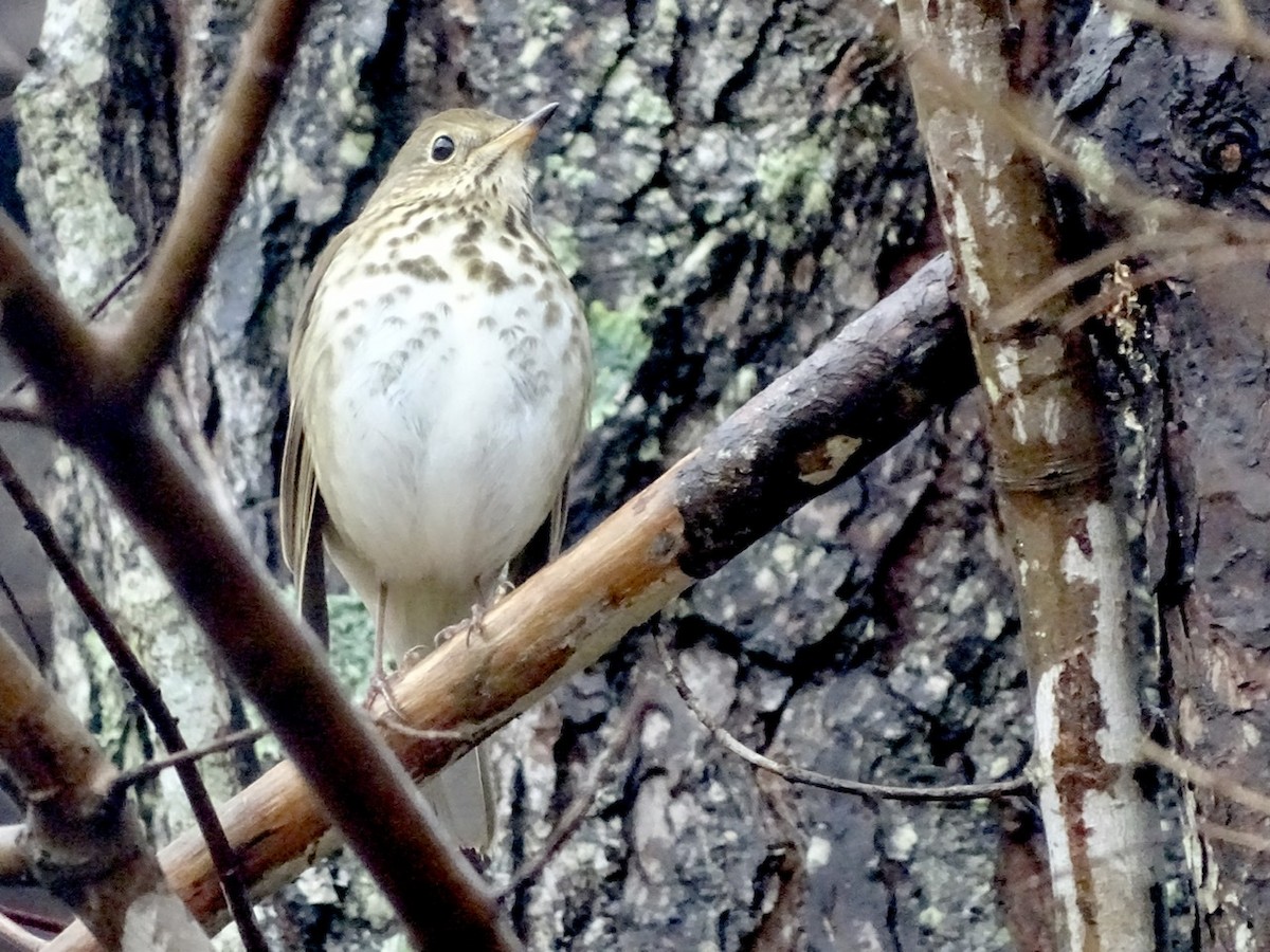 Hermit Thrush - ML289661841