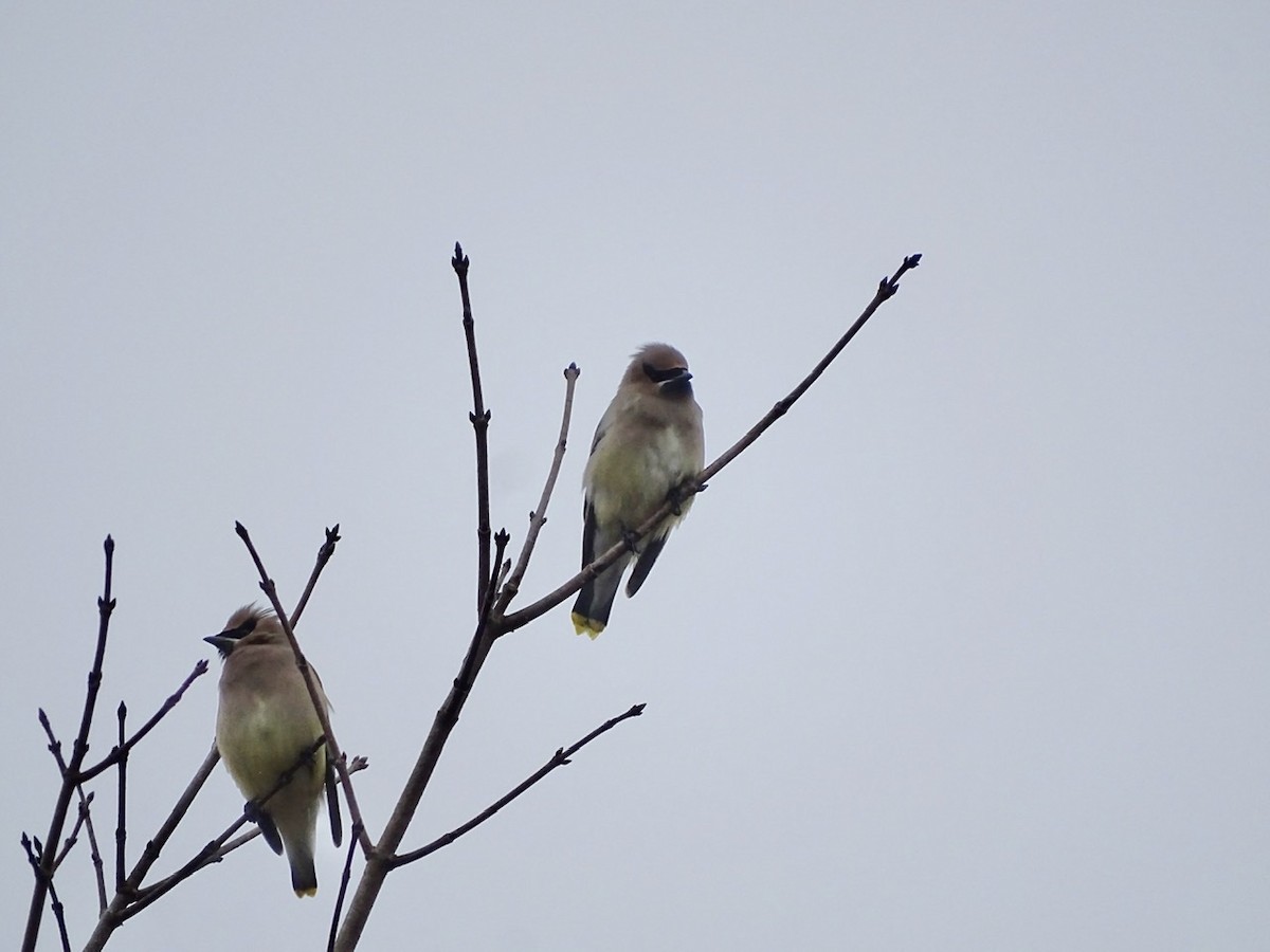 Cedar Waxwing - ML289661861