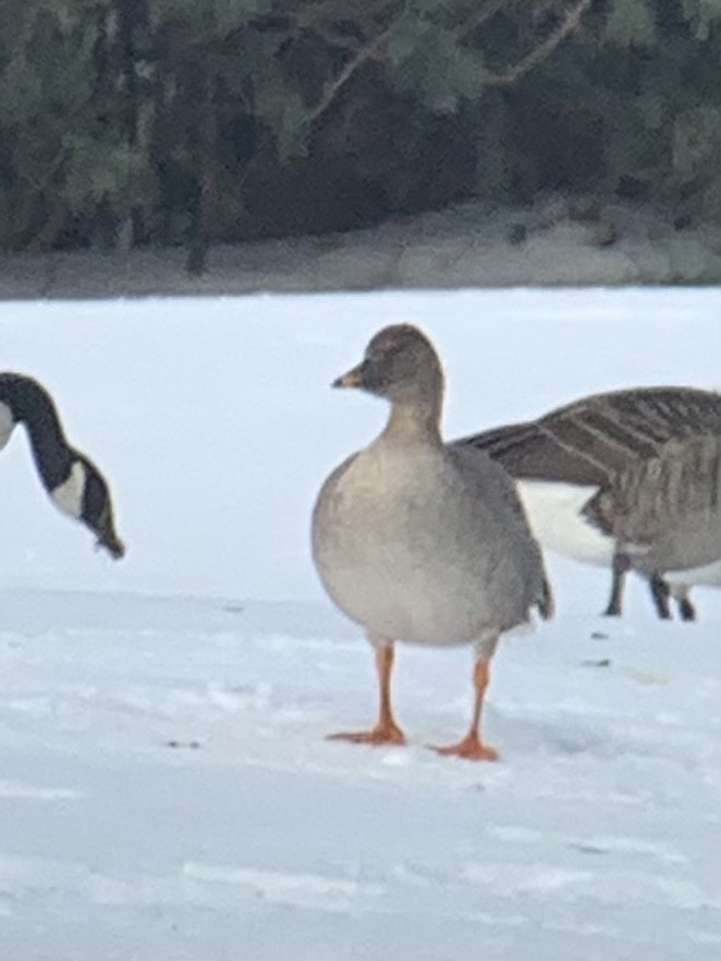 Tundra Bean-Goose - ML289662111