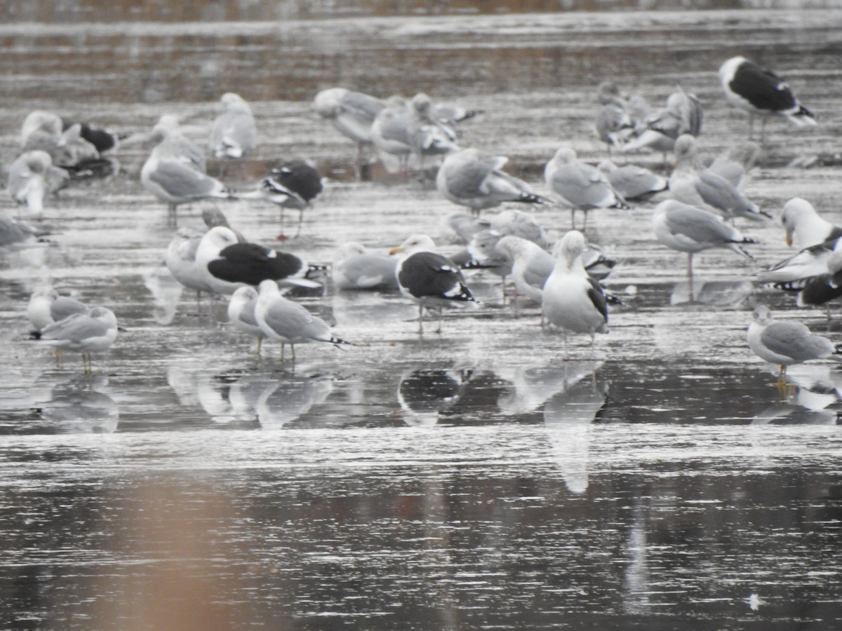 Great Black-backed Gull - Susan Hedman