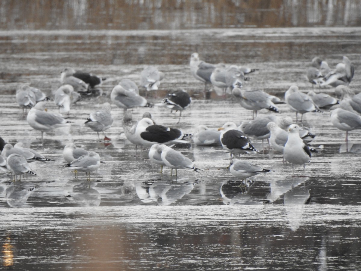 Great Black-backed Gull - Susan Hedman