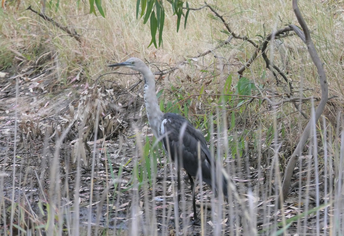 Pacific Heron - ML289668161