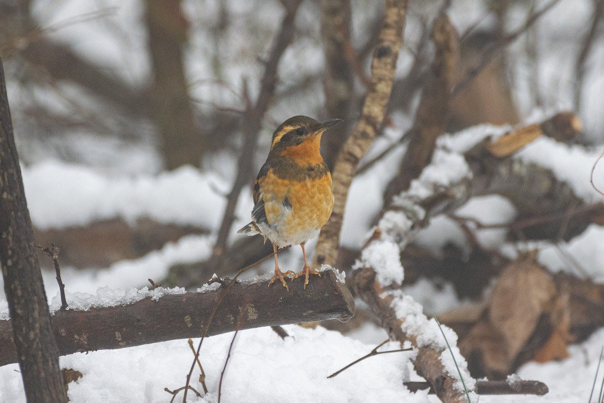 Varied Thrush - ML289668271