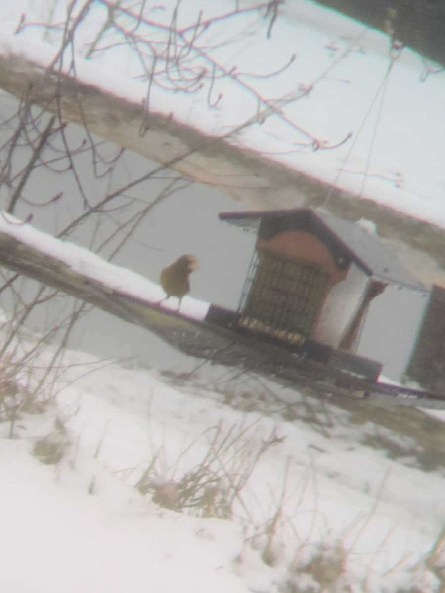 Evening Grosbeak - ML289671511