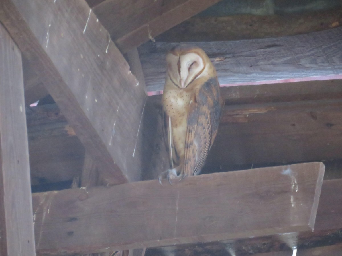 American Barn Owl - ML289671791