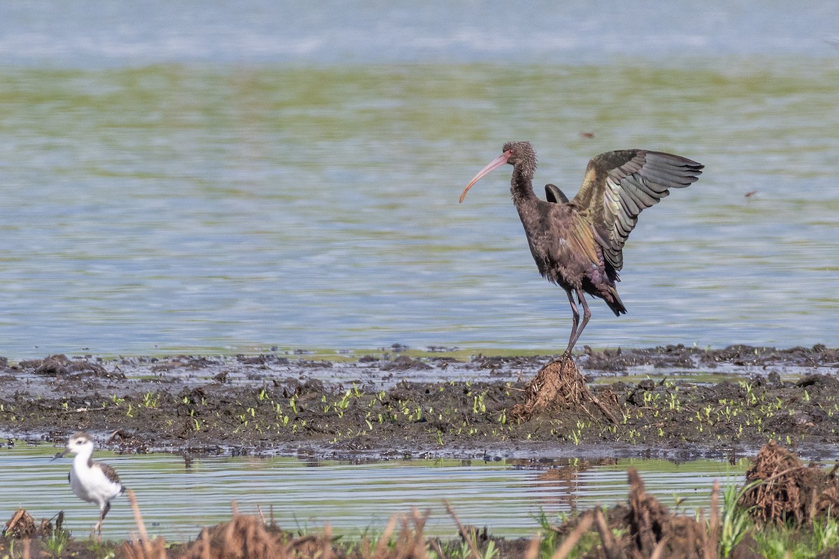 White-faced Ibis - Giovan Alex