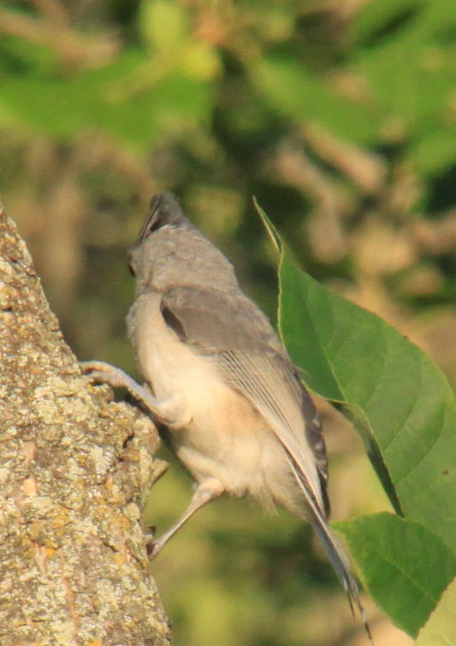 Tufted Titmouse - ML289678211