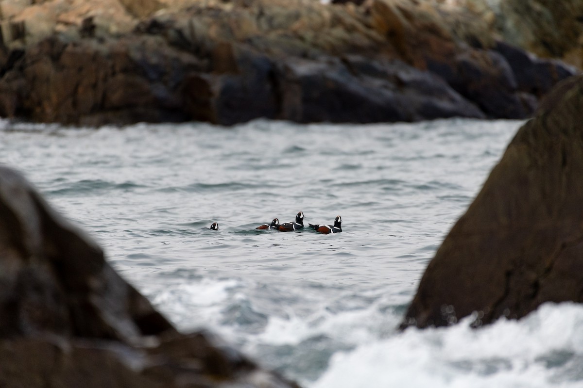 Harlequin Duck - ML289681351