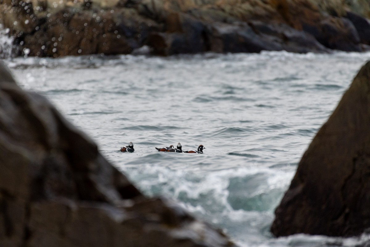 Harlequin Duck - ML289681391