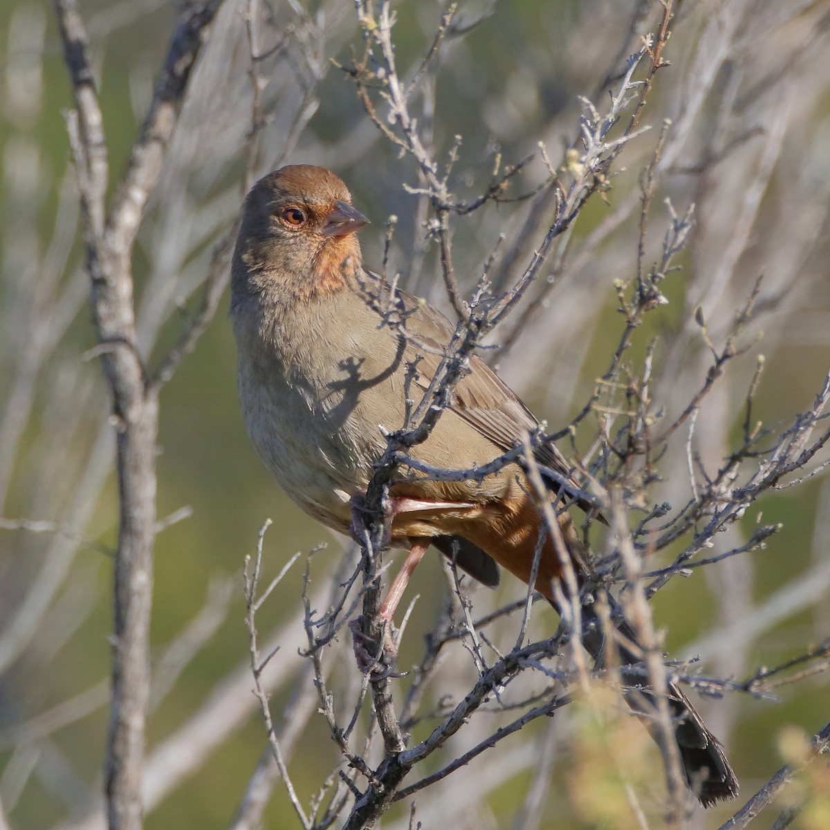 California Towhee - ML289682671