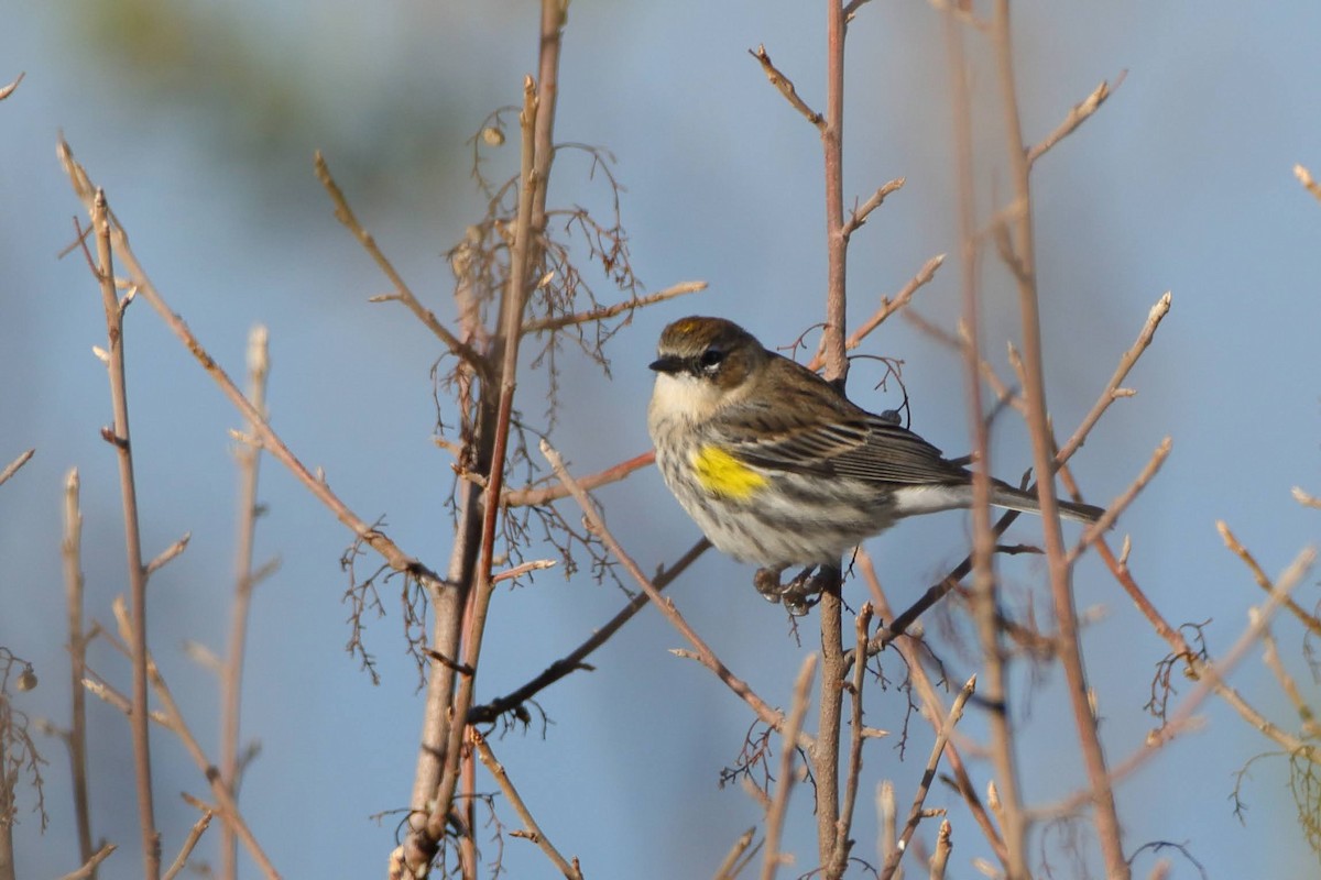 Yellow-rumped Warbler (Myrtle) - ML289682981