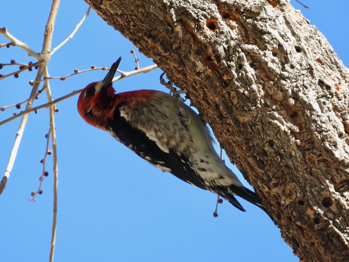 Red-breasted Sapsucker - ML289683101