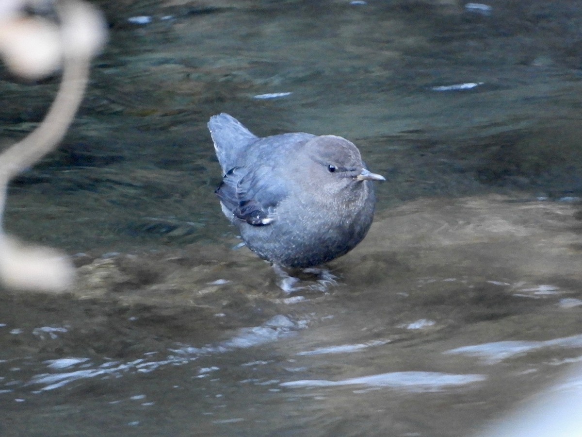 American Dipper - ML289683121