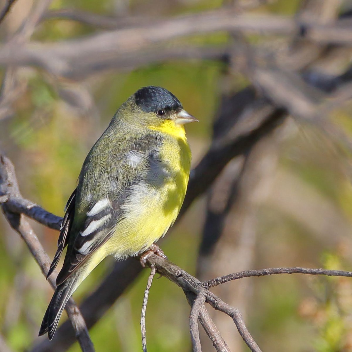 Lesser Goldfinch - ML289683311