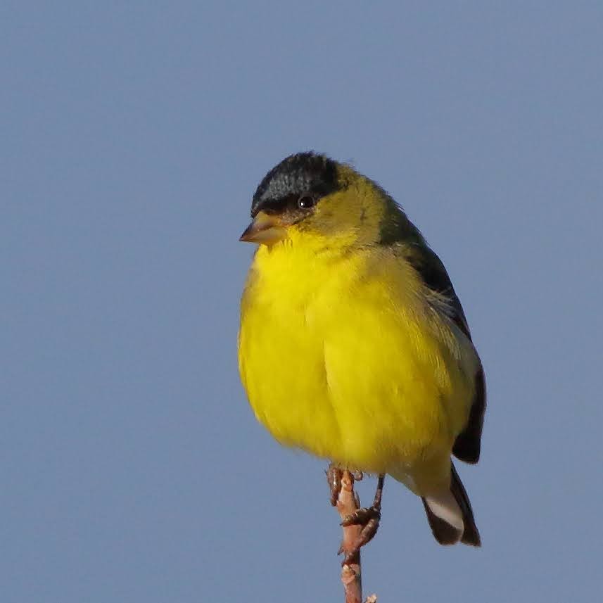 Lesser Goldfinch - ML289683381