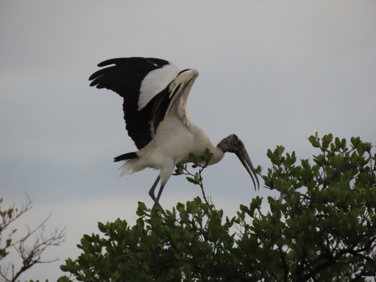 Wood Stork - ML289685361