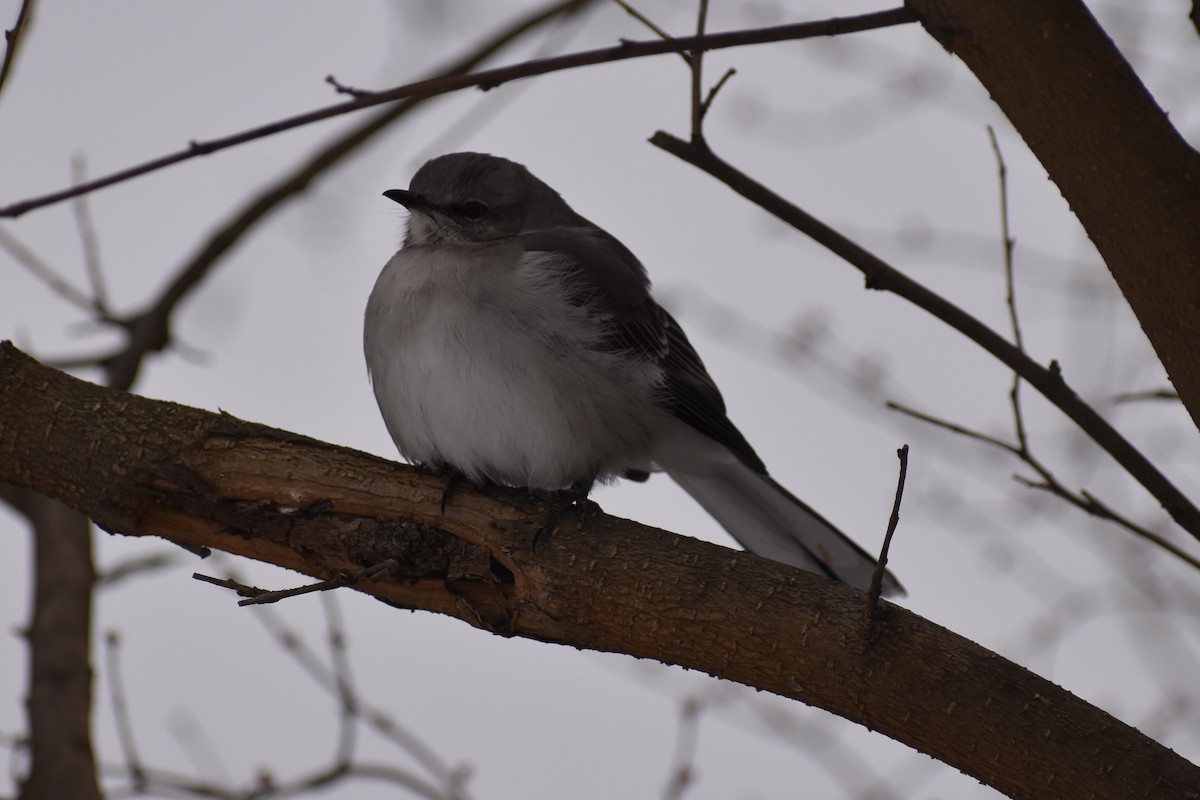 Northern Mockingbird - Nathan O'Reilly