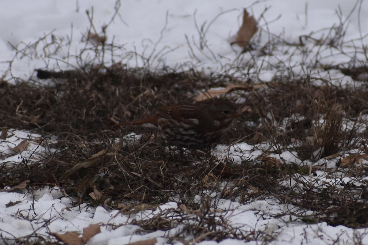 Fox Sparrow - Nathan O'Reilly