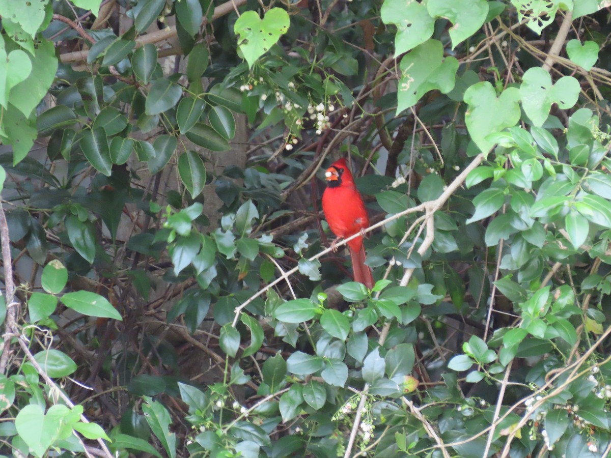 Northern Cardinal - ML289686331