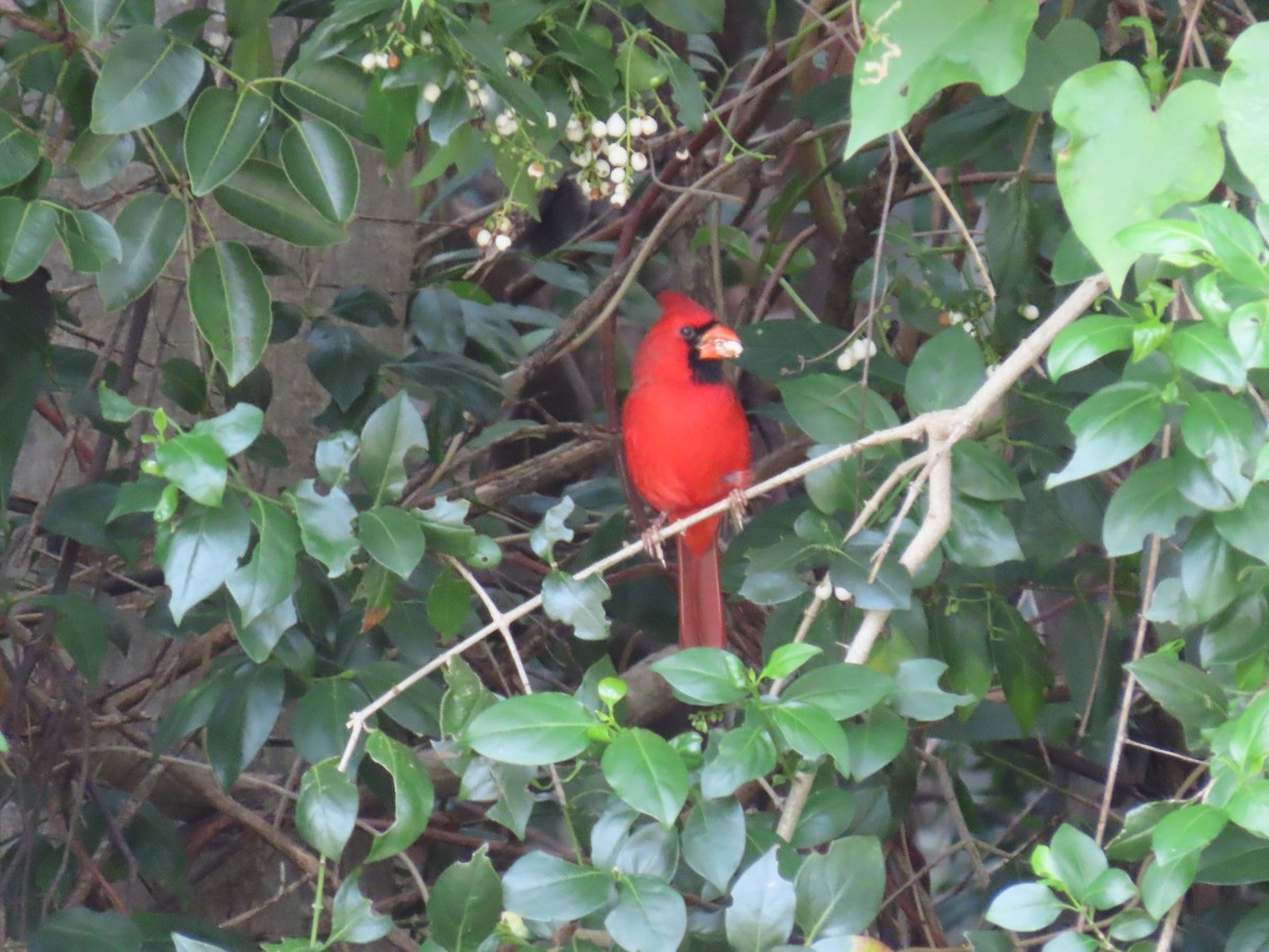 Cardinal rouge - ML289686341