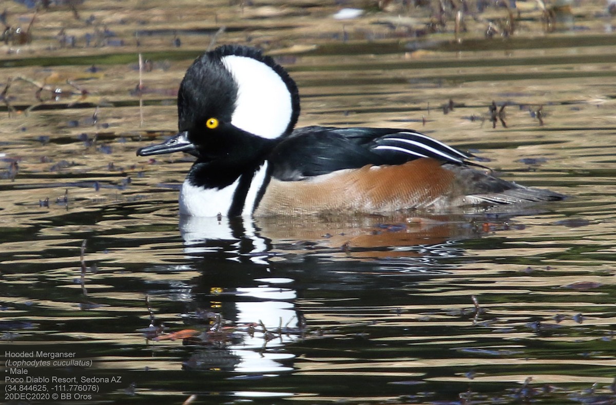 Hooded Merganser - BB Oros