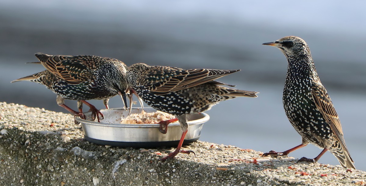 European Starling - ML289686521