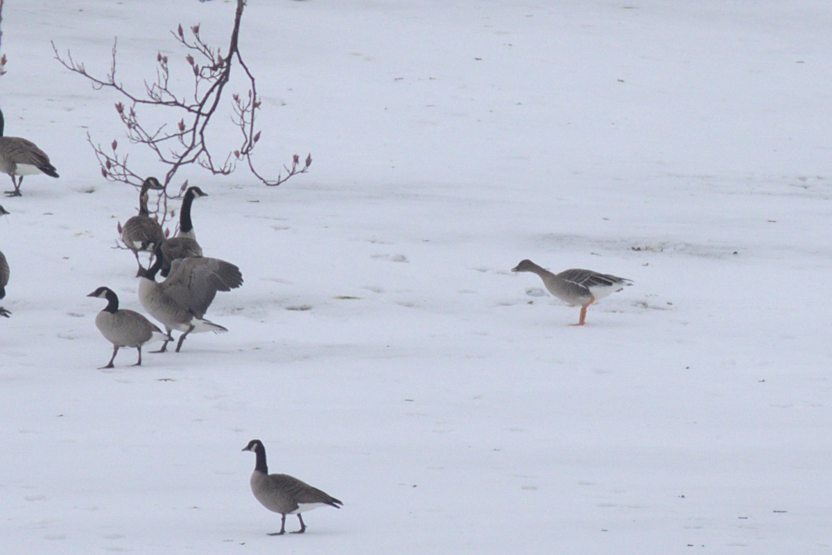 Tundra Bean-Goose - ML289687051