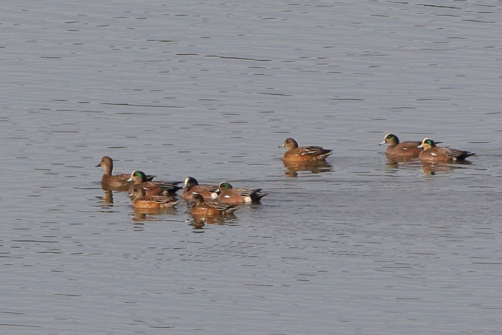 American Wigeon - ML289687071