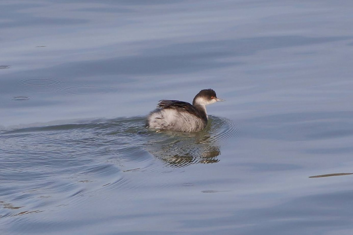 Eared Grebe - ML289687631