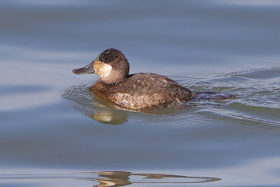 Ruddy Duck - ML289688221